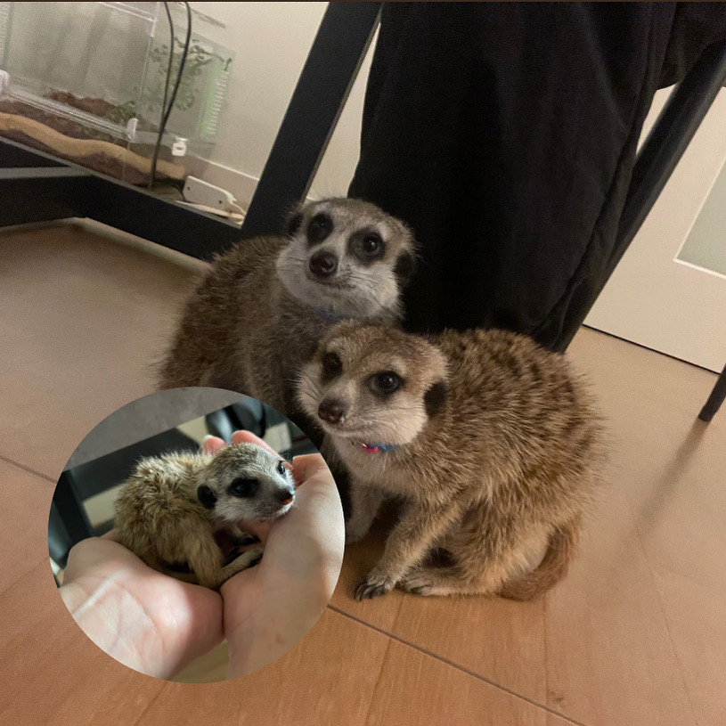 癒しのご紹介🐒🐒🐒